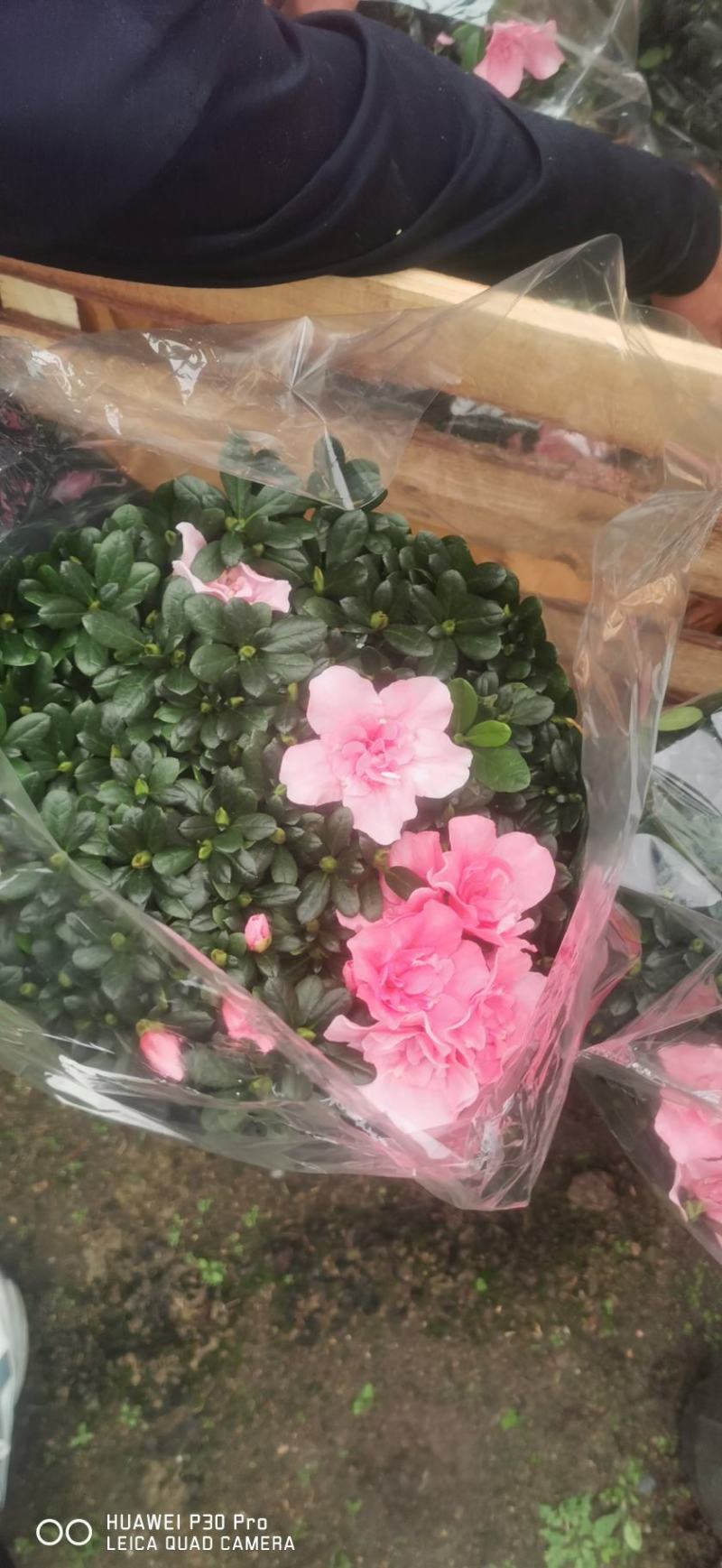 四季开花小桃红粉色