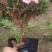 四季开花小桃红粉色