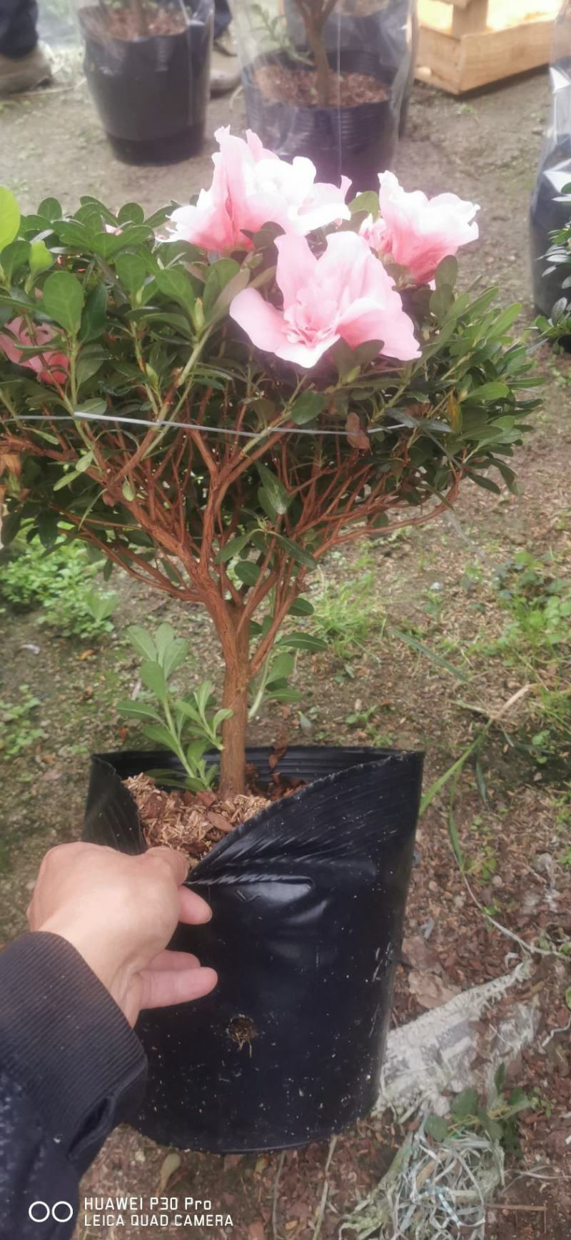 四季开花小桃红粉色