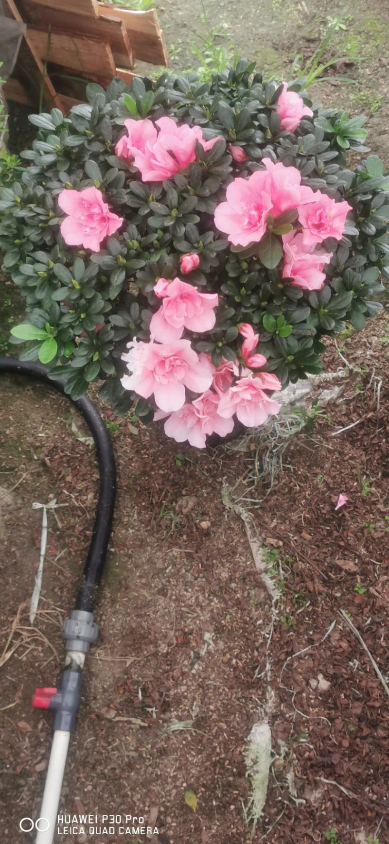 四季开花小桃红粉色