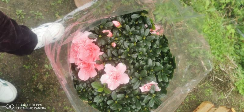 四季开花小桃红粉色