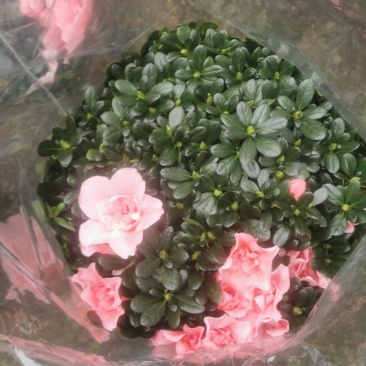 四季开花小桃红粉色