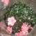 四季开花小桃红粉色