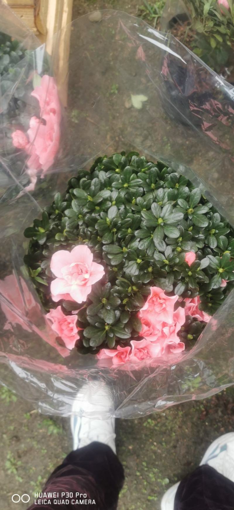 四季开花小桃红粉色