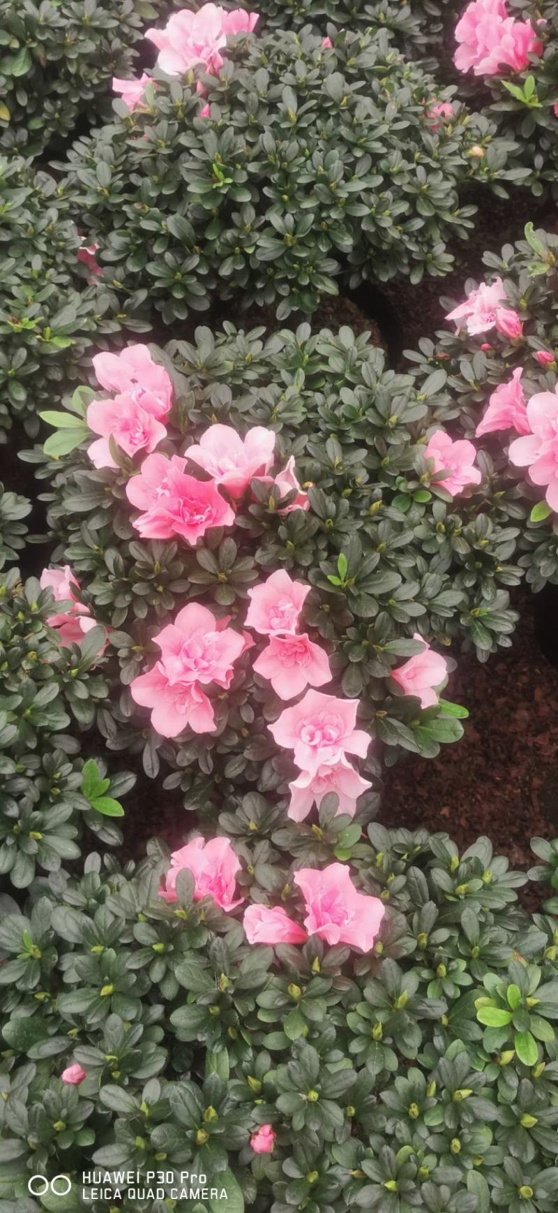四季开花小桃红粉色