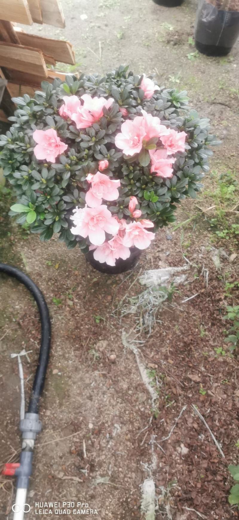 四季开花小桃红粉色