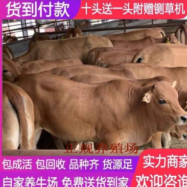 牛犊肉牛犊改良黄牛鲁西黄牛小黄牛全国包送到家