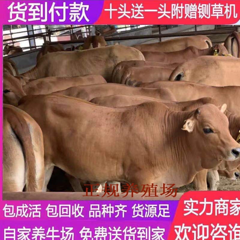 牛犊肉牛犊改良黄牛鲁西黄牛小黄牛全国包送到家