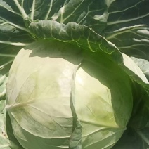 云南精品甘蓝圆包菜，小铁头产地直发，一手货源大量供应