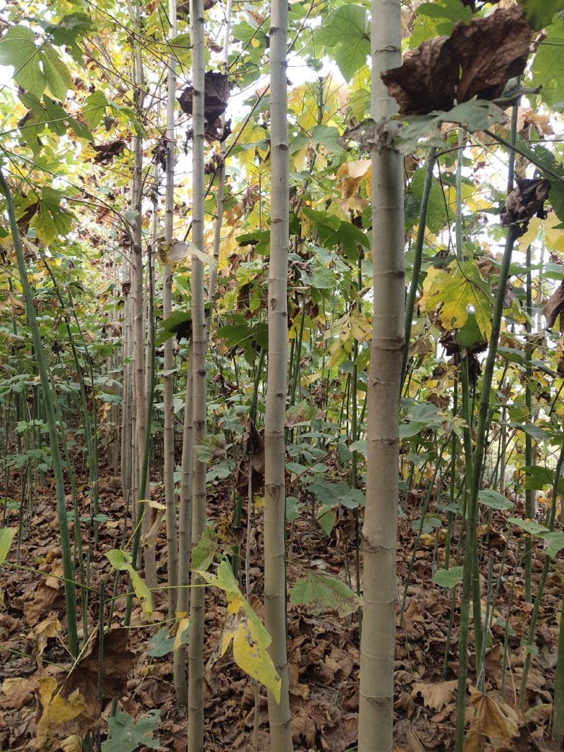 大量出售3至6公分精品法桐