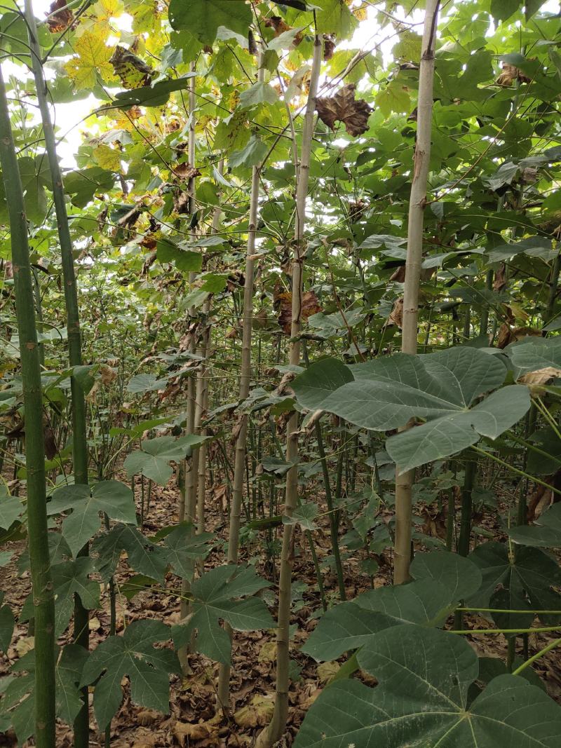 大量出售3至6公分精品法桐