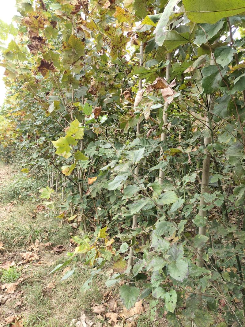 大量出售3至6公分精品法桐
