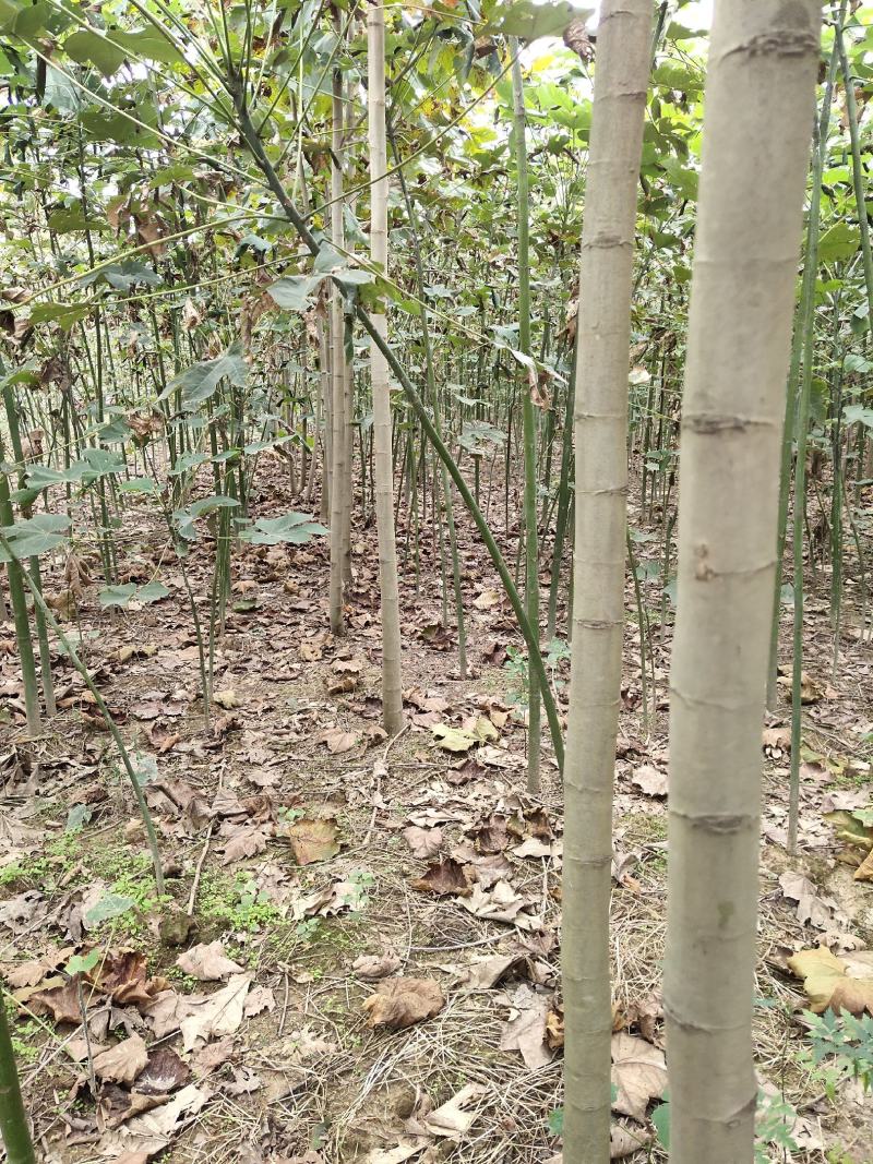 大量出售3至6公分精品法桐