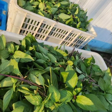 海南金不换