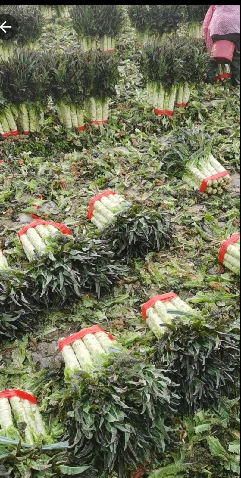 紫叶莴笋，新鲜现摘，云南精品莴笋，一手货源，产地直销