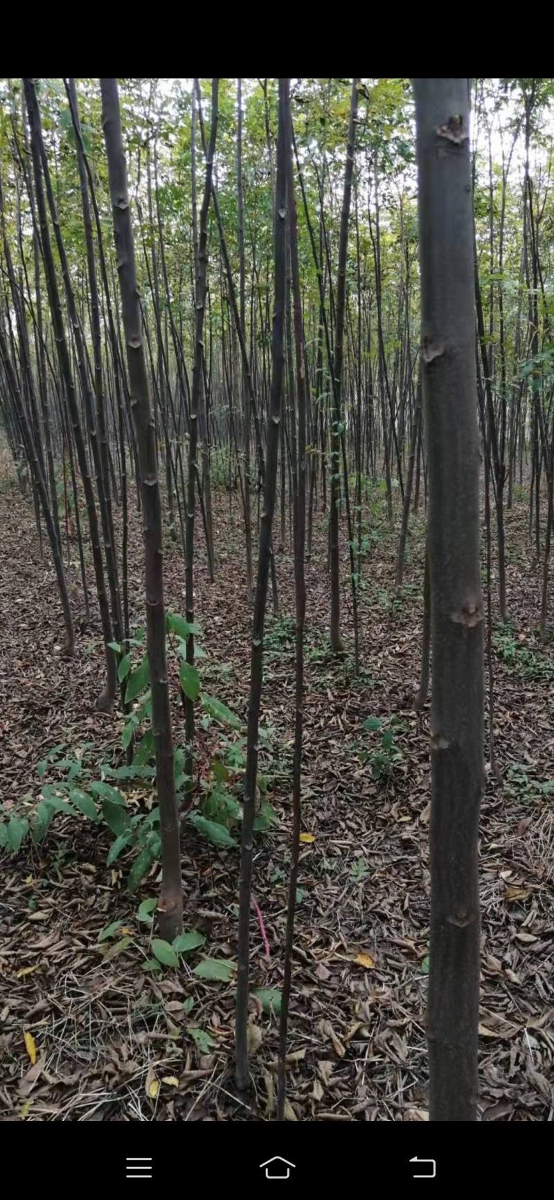 大量出售2到5公分精品栾树，量大价优，杆直。