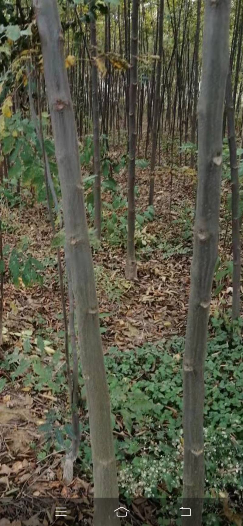 大量出售2到5公分精品栾树，量大价优，杆直。