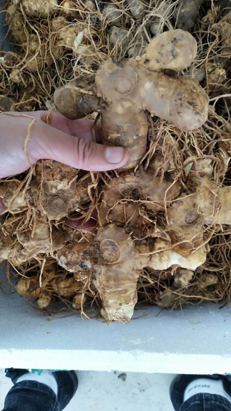 黄精鲜货块茎多花姜形多花鸡头黄精黄精