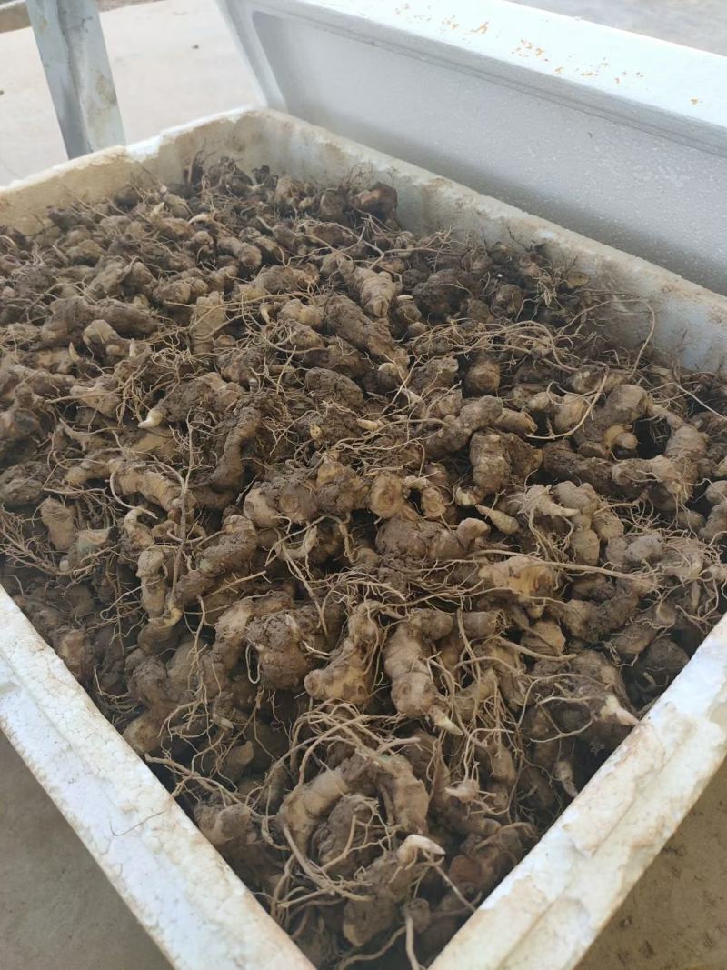 黄精鲜货块茎多花姜形多花鸡头黄精黄精