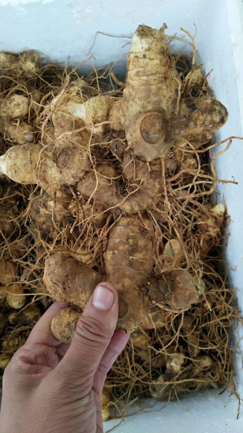 黄精鲜货块茎多花姜形多花鸡头黄精黄精
