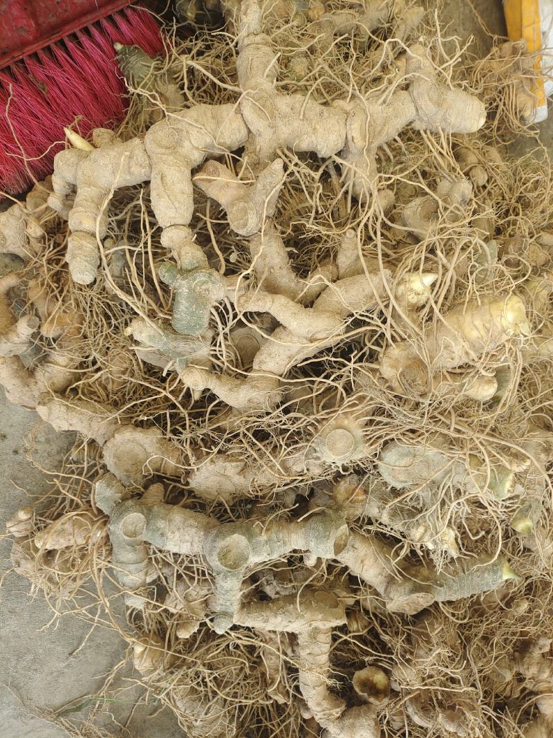 黄精鲜货块茎多花姜形多花鸡头黄精黄精