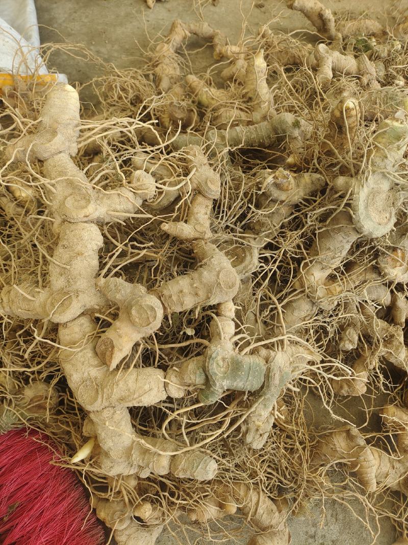 黄精鲜货块茎多花姜形多花鸡头黄精黄精
