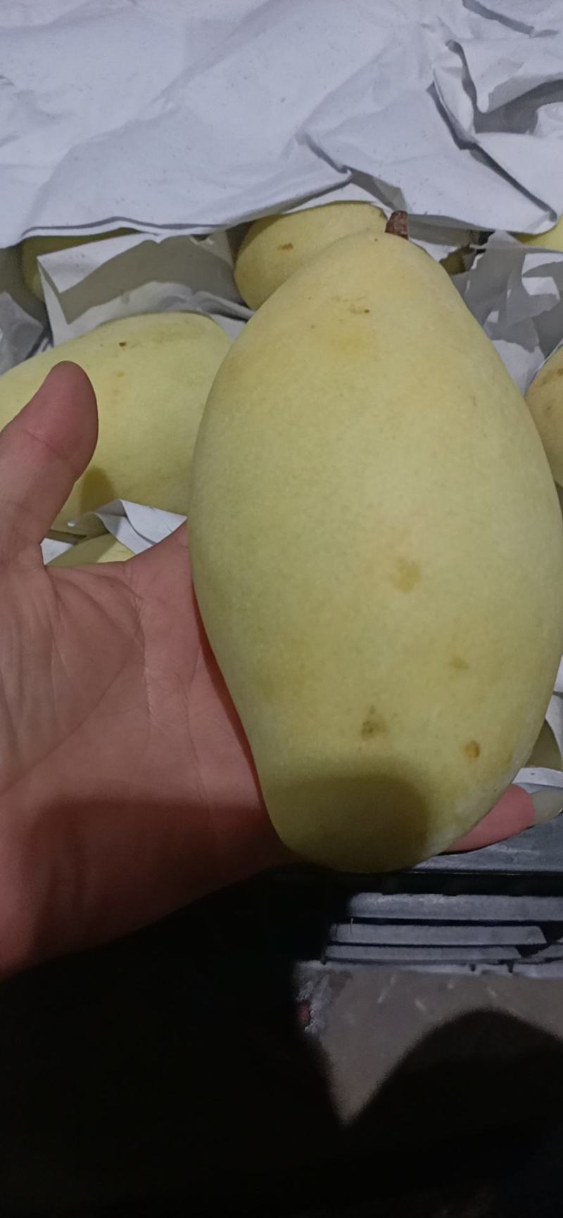 越南红肉菠萝蜜二三级，大青芒一三级，高乐蜜一级一级半