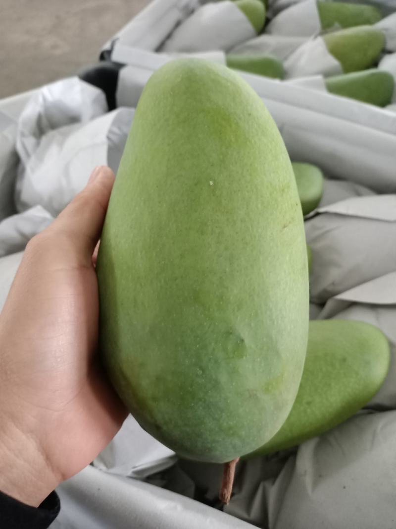 越南红肉菠萝蜜二三级，大青芒一三级，高乐蜜一级一级半