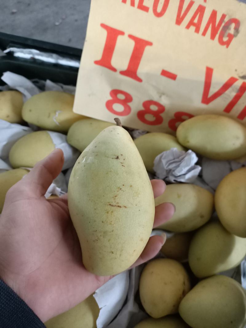 越南红肉菠萝蜜二三级，大青芒一三级，高乐蜜一级一级半