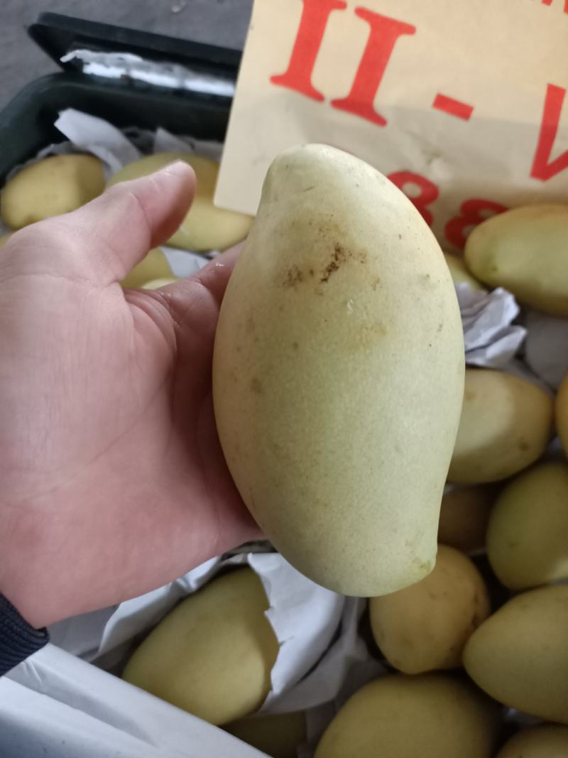 越南红肉菠萝蜜二三级，大青芒一三级，高乐蜜一级一级半