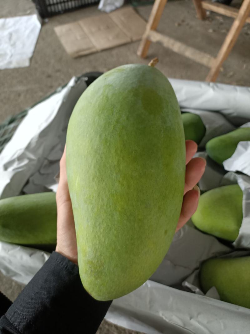 越南红肉菠萝蜜二三级，大青芒一三级，高乐蜜一级一级半