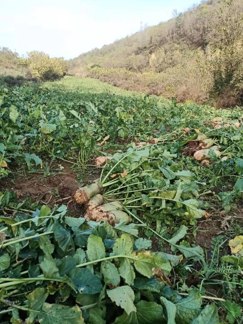 自家种3亩地青萝卜急需出售