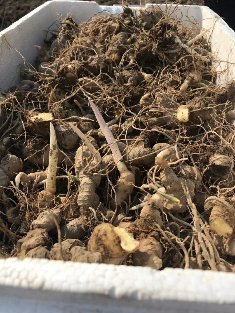 黄精种芽产地直销视频看货提供技术指导