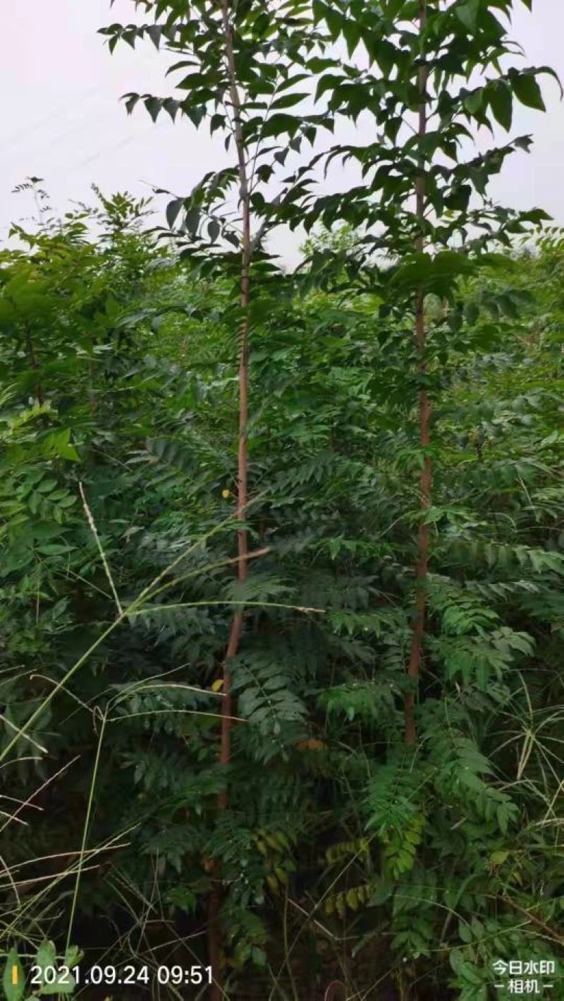供应裸根黄连木树苗营养杯黄连木树苗价格北方小紫檀黄连木