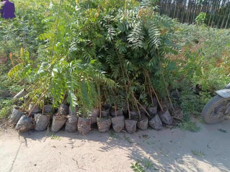 供应裸根黄连木树苗营养杯黄连木树苗价格北方小紫檀黄连木