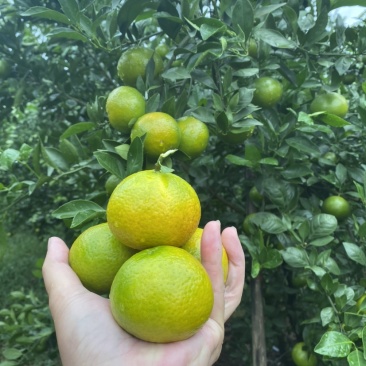 广西省南宁市宾阳县皇帝柑皮薄肉厚汁水甘甜爽口开胃