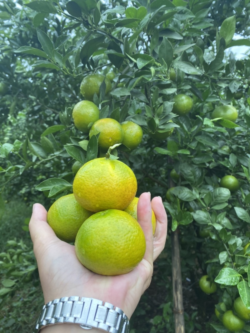 广西省南宁市宾阳县皇帝柑皮薄肉厚汁水甘甜爽口开胃