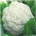 白花菜，新鲜优质白花，乳白小颗粒，产地直销，一手货源