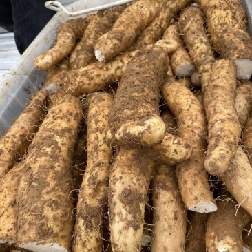 世界硒都高海拔山药。质量。口感。营养绝对上上品