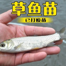 广草草鱼苗皖鱼苗鲫鱼鲤鱼花白鲢鱼及各种鱼苗大量出售