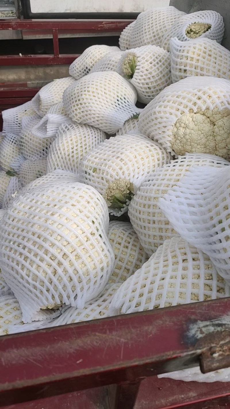 小米散菜花陕西小米散菜花产地一手货源欢迎采购