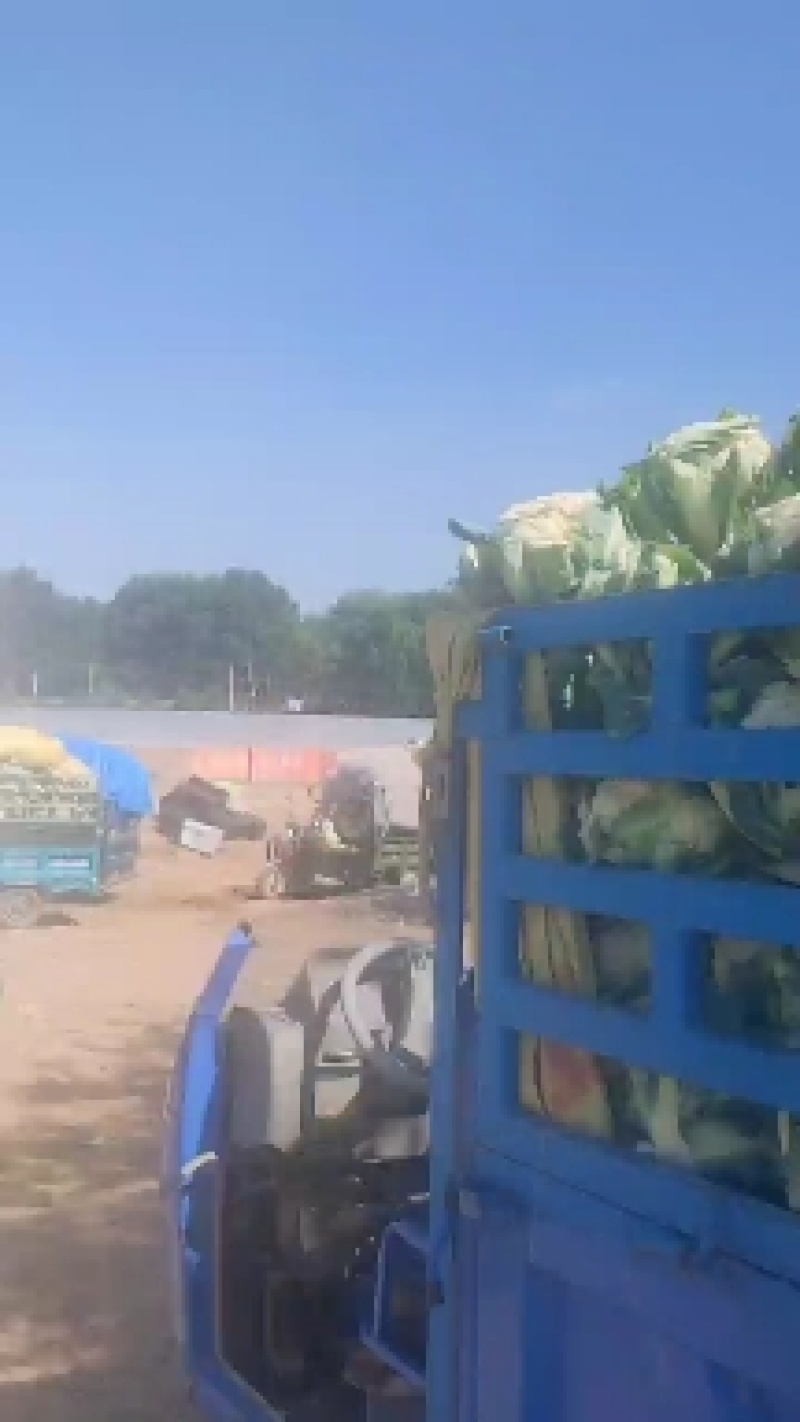 小米散菜花陕西小米散菜花产地一手货源欢迎采购