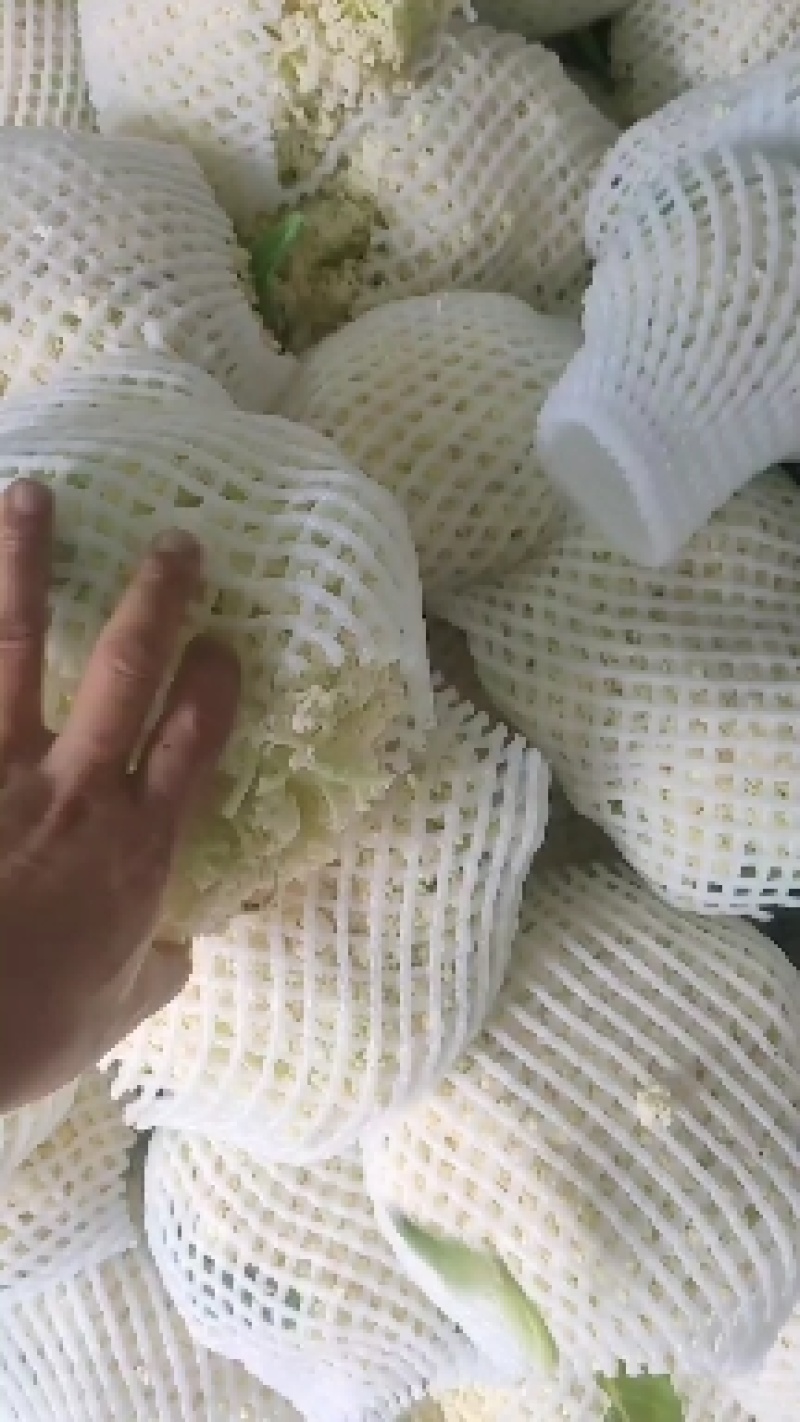 小米散菜花陕西小米散菜花产地一手货源欢迎采购
