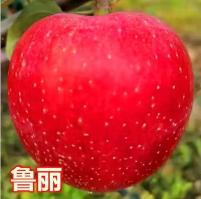 苹果树鲁丽苹果华硕苹果烟富苹果苗中秋王美八，