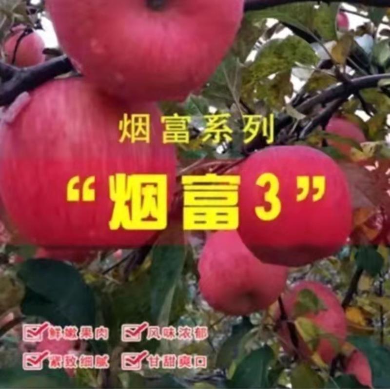 苹果树鲁丽苹果华硕苹果烟富6烟富8烟富10号