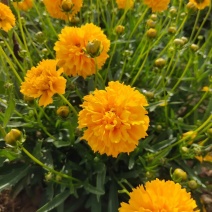 金鸡菊多年生花卉种子金鸡菊种子花海景观必备品多年生开花