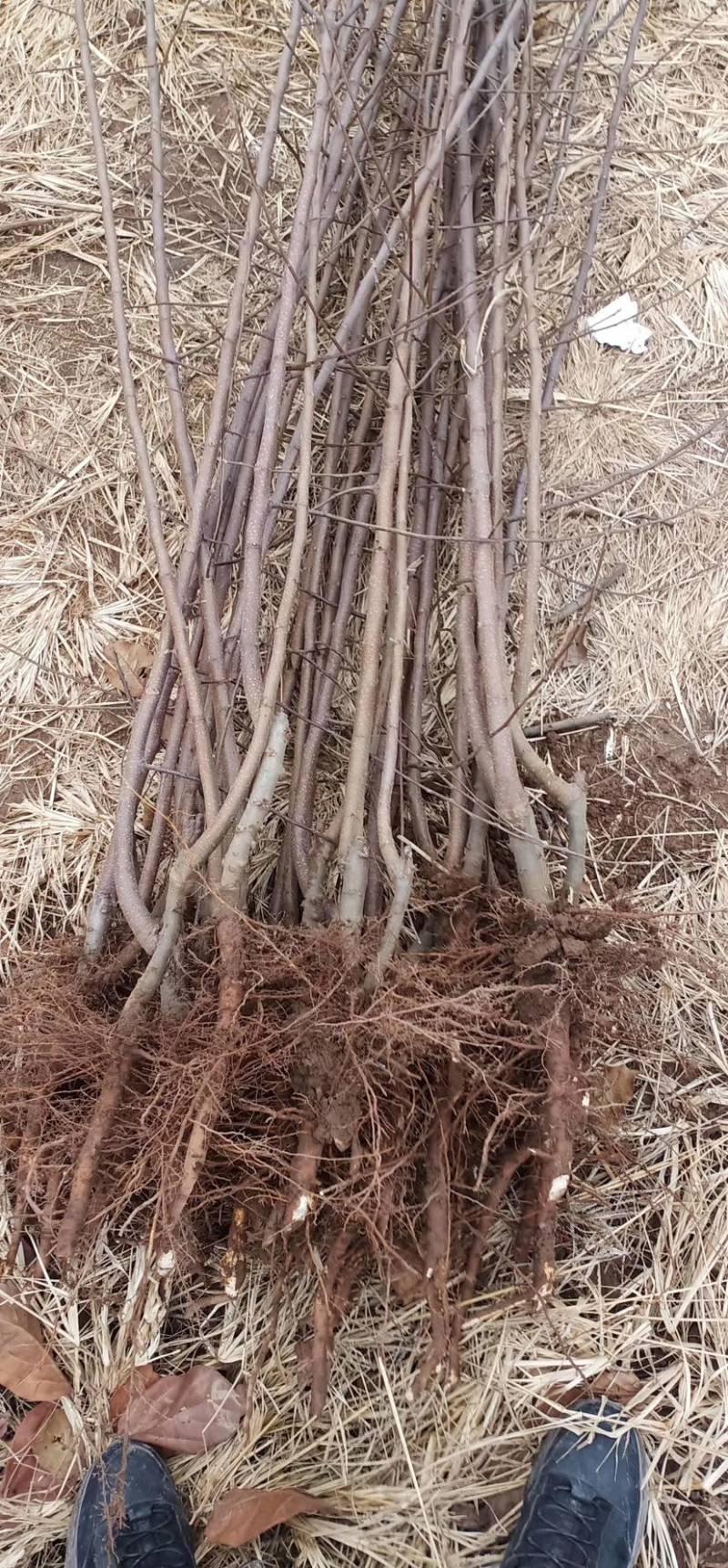 苹果树中秋王苹果华硕苹果美八苹果维纳斯苹果