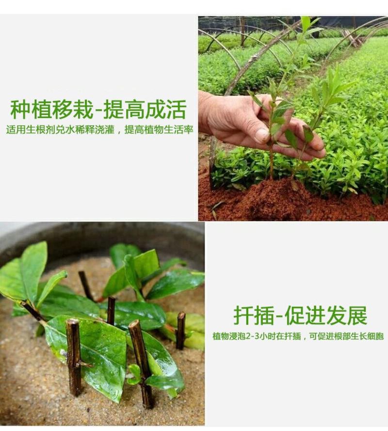 进口生根粉生根壮苗剂速效生根液大树移栽植苗木
