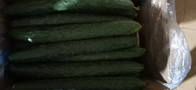 带刺的黄瓜，生吃的青瓜