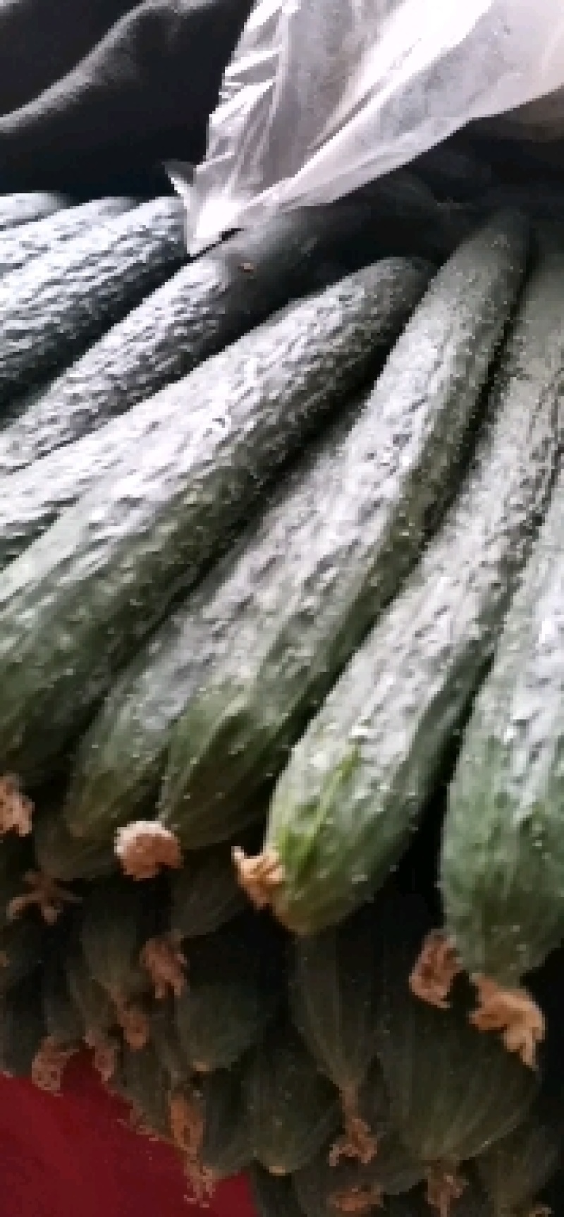 带刺的黄瓜，生吃的青瓜